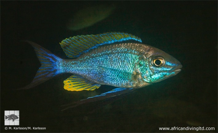 Cyathopharynx sp. 'furcifer north' Moyobozi